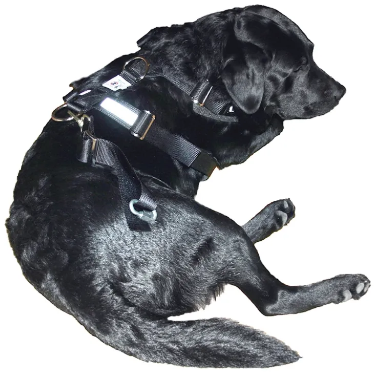 Bilbältessele till hunden