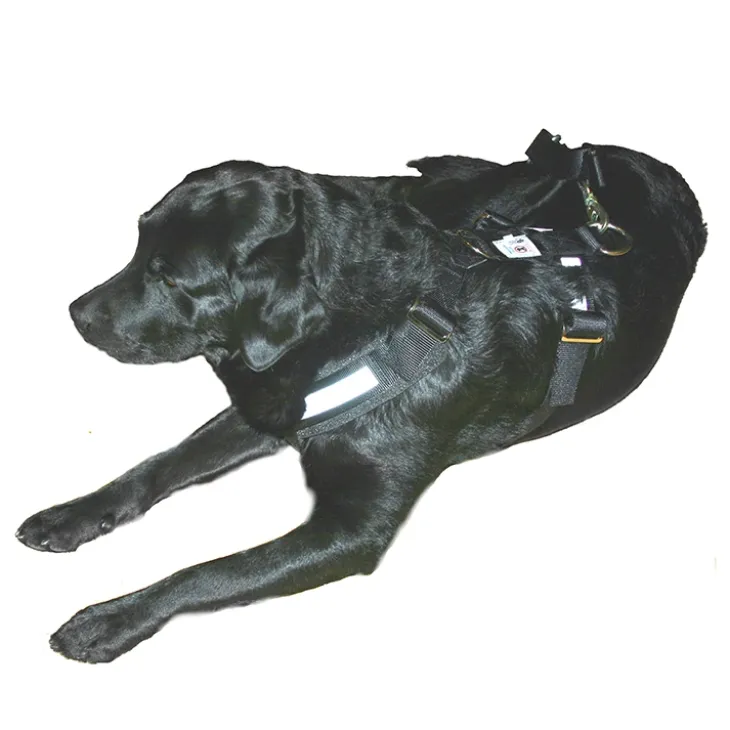 Bilbältessele till hunden