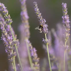Hårdtvål lavendelblommor, Savon de Marseille