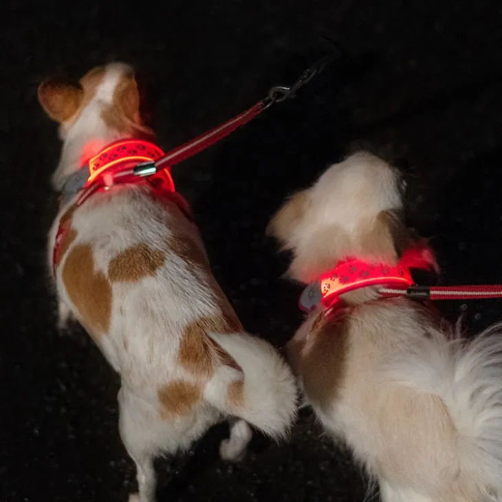 Reflexlampa till hunden