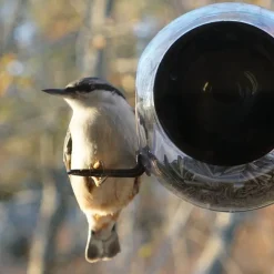 Rund fågelmatare för fönster
